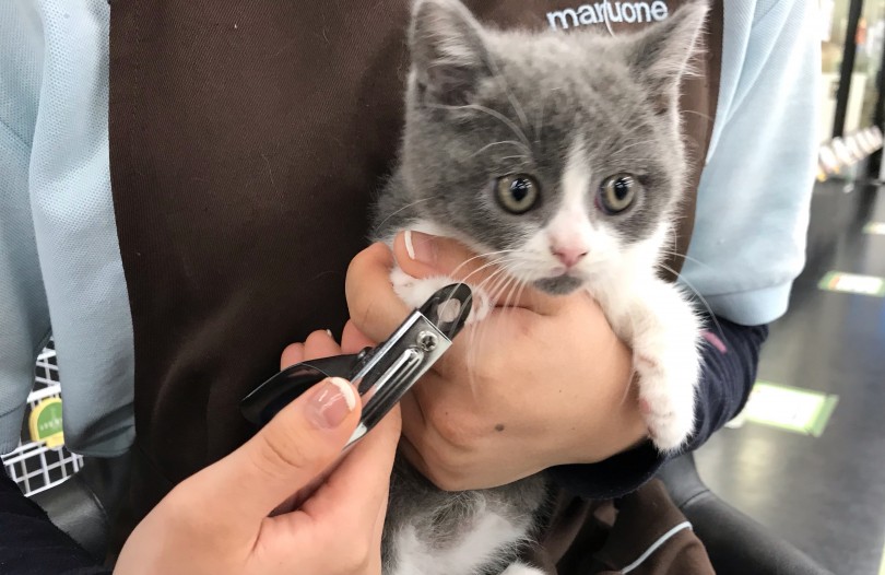 短毛のブリちゃんのお手入れはとても簡単！ | ブリティッシュショートヘア （119276） - 梅島店