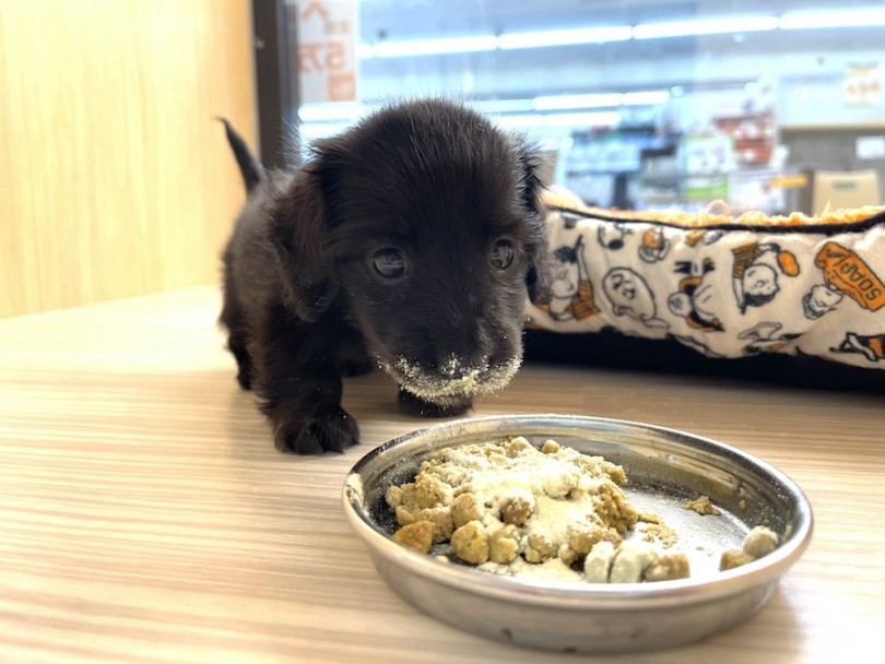 ご飯をモニャモニャと食べていると口周りに粉ミルクが。。。 | カニンヘン・ダックスフント （814674） - 大和 相模大塚店