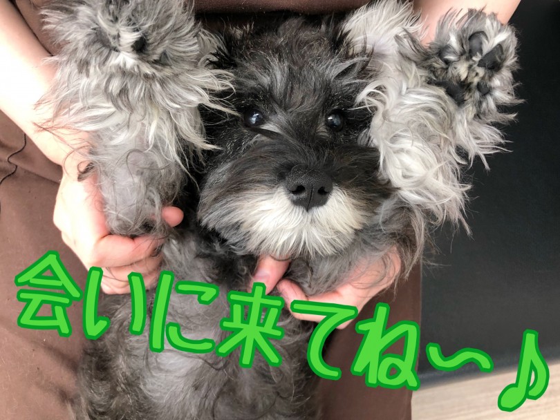 本当に人懐っこいシュナウザーくん♪是非お店で遊んでみてください！！ | ミニチュア・シュナウザー （512695） - 本羽田店