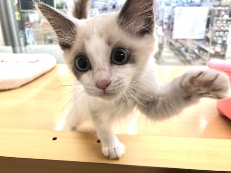ラグドールってどんな猫？ | ラグドール （118540） - 城山店