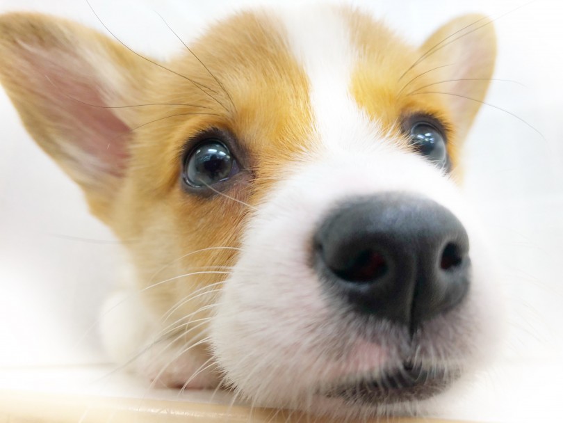 コーギーと言う犬種を飼う上で気を付けておきたいところとは？ | ウェルシュコーギーペンブローク （713778） - 鶴見店