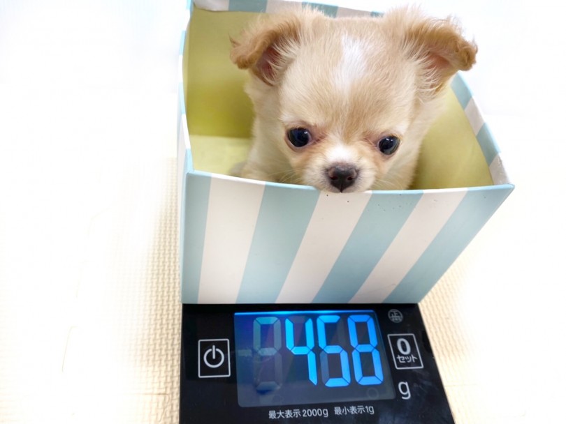 2カ月半の体重は驚異の458g | チワワ （118539） - 城山店