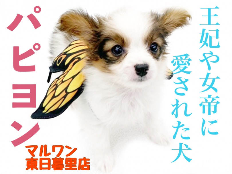 【 パピヨン 】王妃や女帝も愛した気品溢れる究極の愛され犬