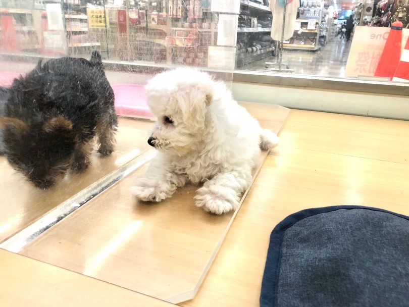 人はもちろん他の犬にも懐っこくフレンドリーな性格 | ビションフリーゼ （118537） - 城山店