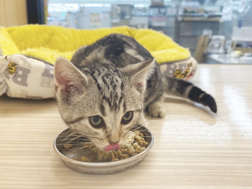 現在はふやかしたキャットフードに粉ミルクをトッピングしてあげています | アメリカンショートヘア （814668） - 大和 相模大塚店