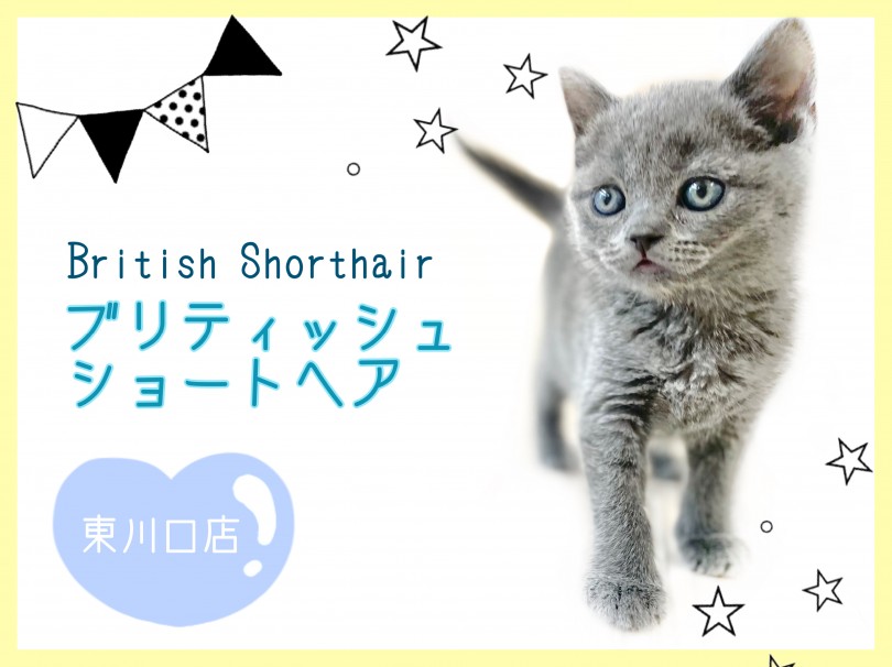 【 ブリティッシュショートヘア 】美しきブリティッシュブルーの美男子登場！