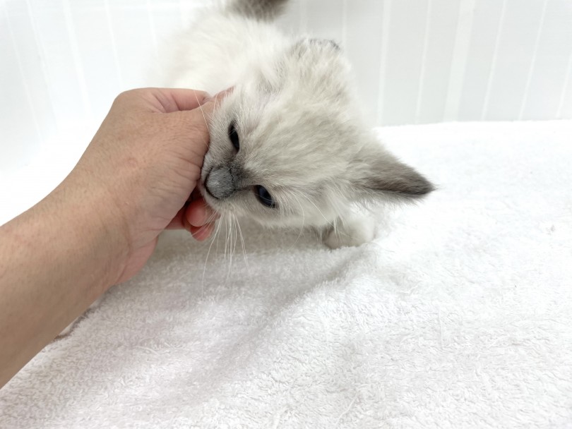 沢山癒しを与えてくれる大型種のねこちゃん♡ | ラグドール （713779） - 鶴見店