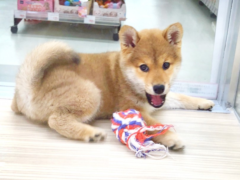 柴子ちゃんの性格は無駄吠えほとんどなしのおりこうさん！ | 赤柴犬 （713769） - 鶴見店