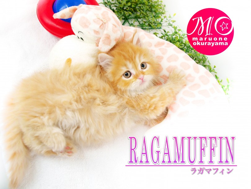 【 ラガマフィン 】極上のレッドタビーに包まれた超絶可愛いプレミアムキャット