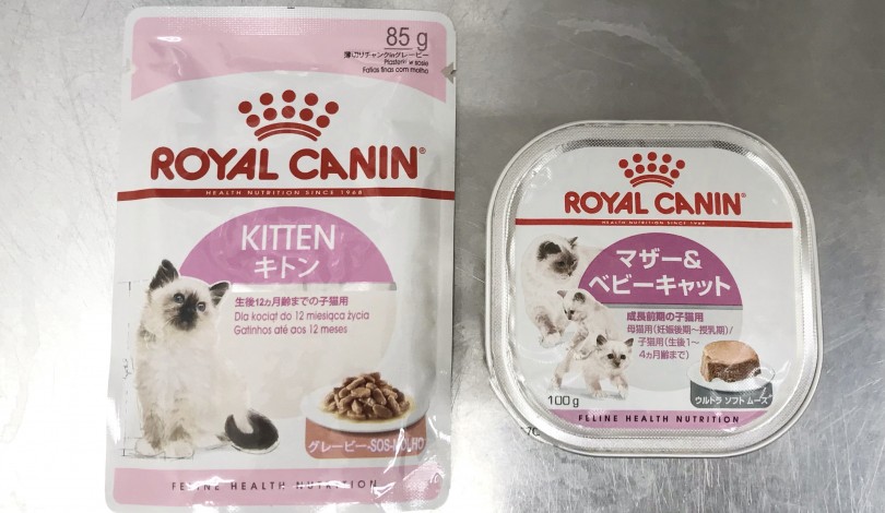 初心者必見！ 子猫の育て方 | ブリティッシュショートヘア （119276） - 梅島店