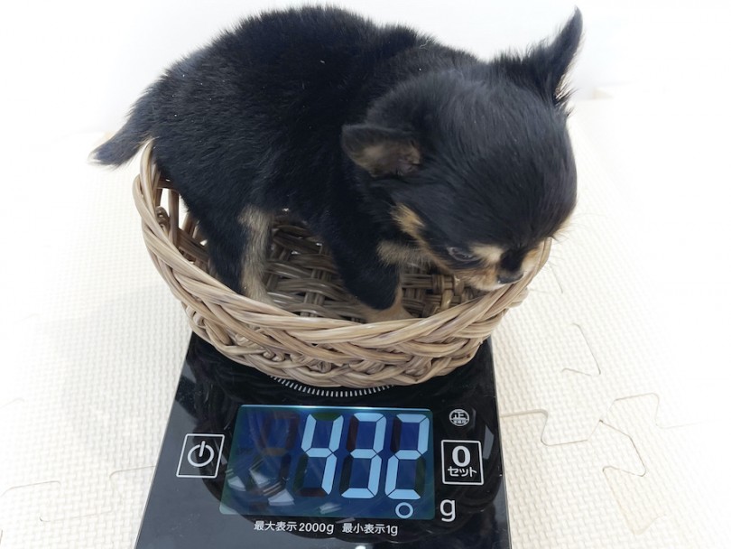 生後50日で体重432g!ご飯も大好きな元気っ子 | チワワ （814672） - 大和 相模大塚店