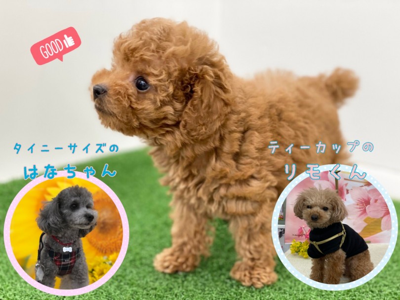 いろいろなスタイリングを楽しめてしまうのもこの犬種の醍醐味 | トイ・プードル （312006） - 港北ニュータウン店