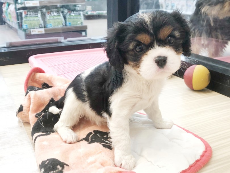 キャバちゃんの飼い方ワンポイント！ | キャバリア・キングチャールズ・スパニエル （119275） - 梅島店