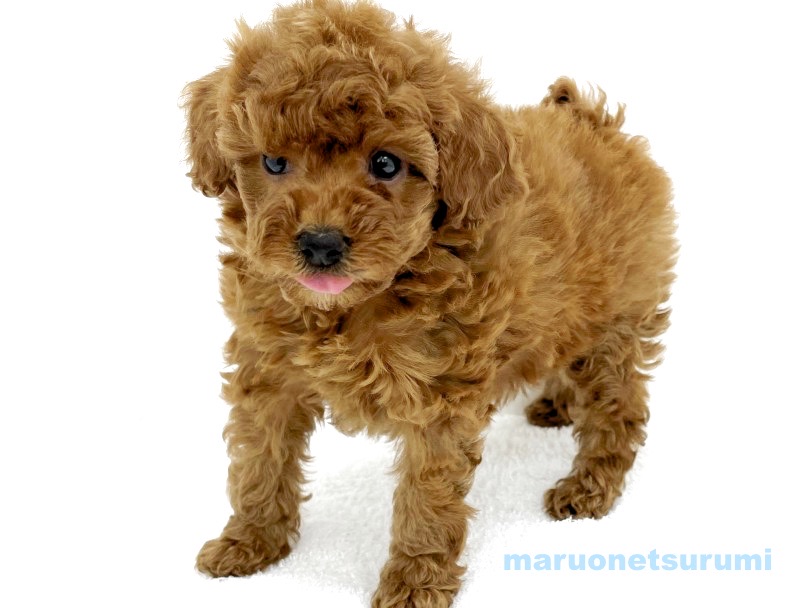ここ数年全国飼育頭数の人気ナンバーワンをキープし続ける犬種 | トイ・プードル （713777） - 鶴見店