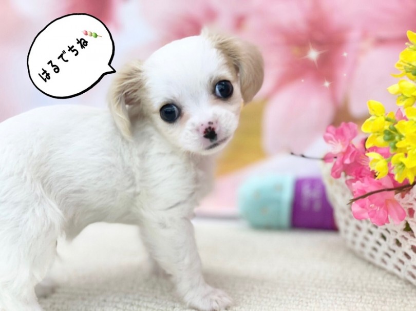多頭飼にもお勧め | MIX犬 チワキャバ （312004） - 港北ニュータウン店