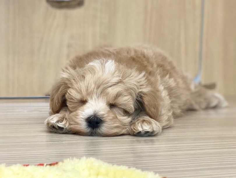 マルプーちゃん含めスタッフ一同心よりお待ちしております♪ | MIX犬 マルプー （120375） - 横浜 今宿店