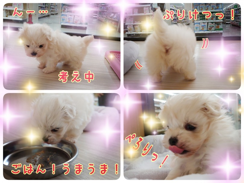 とにかく触れ合ってワンちゃんと暮らしたい方にマルちゃん本当にオススメです！ | マルチーズ （130317） - 高井戸店