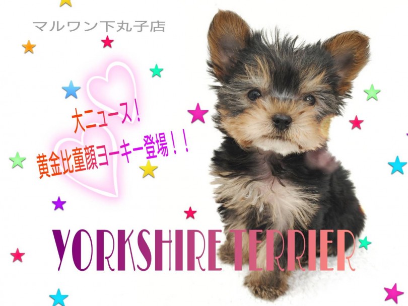 【 ヨークシャーテリア 】大ニュース！黄金比をもつ激カワ童顔ヨーキー登場！！