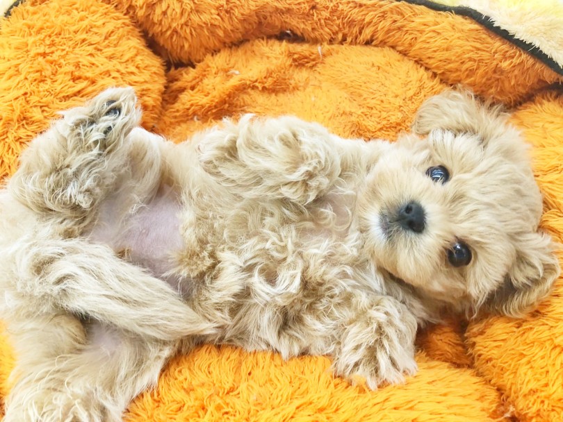 オンリーワンの可愛さをもつペキプーちゃんはいかがでしたか？ | MIX犬 ペキプー （512719） - 本羽田店