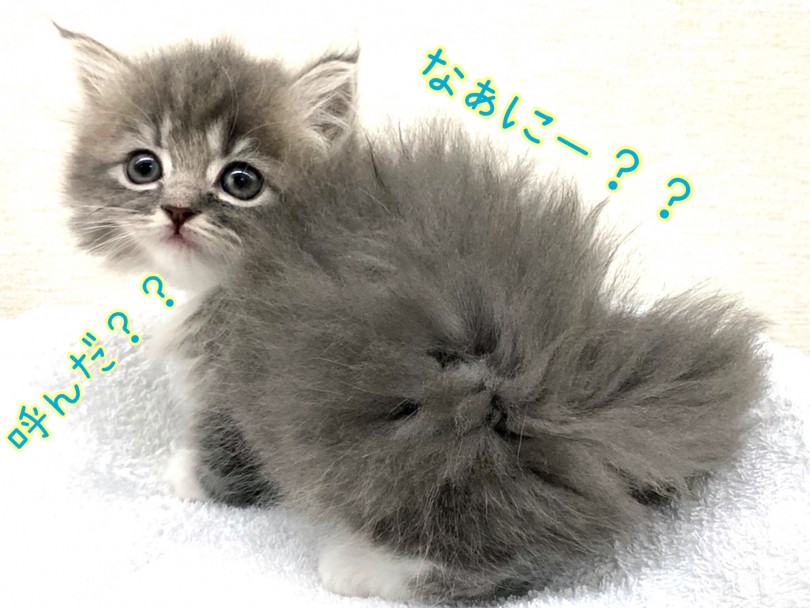 とっても穏やかで甘えんぼ | マンチカン （130315） - 高井戸店