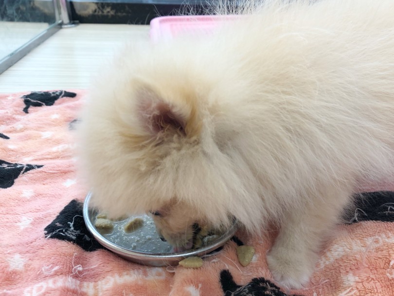 入店当初から食欲旺盛なポメちゃん！ | ポメラニアン （119278） - 梅島店
