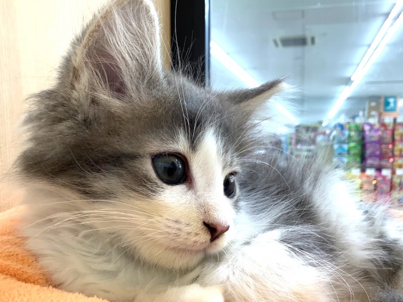 ノルちゃんと幸せいっぱいの新生活を始めてみてはいかがでしょう？ | ノルウェージャンフォレストキャット （130310） - 高井戸店