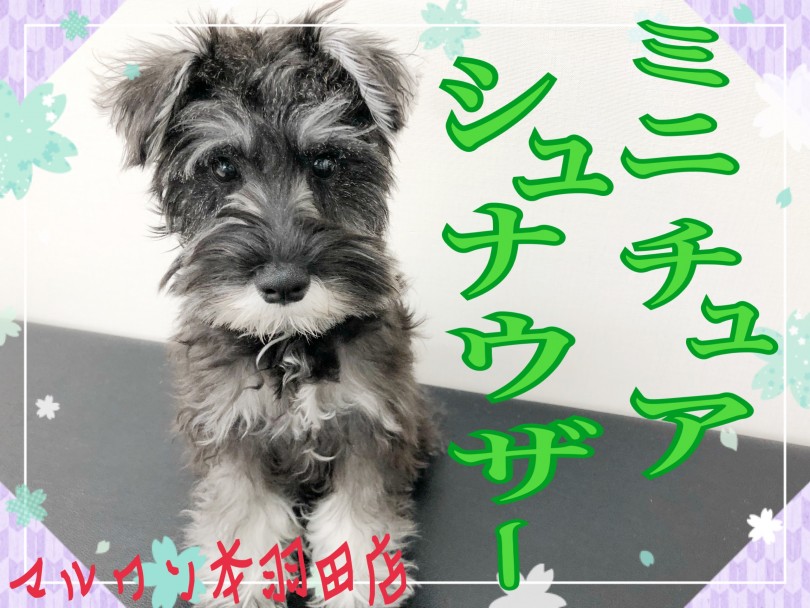 【 ミニチュアシュナウザー 】童顔健在！おっとりした性格で飼いやすい男の子！