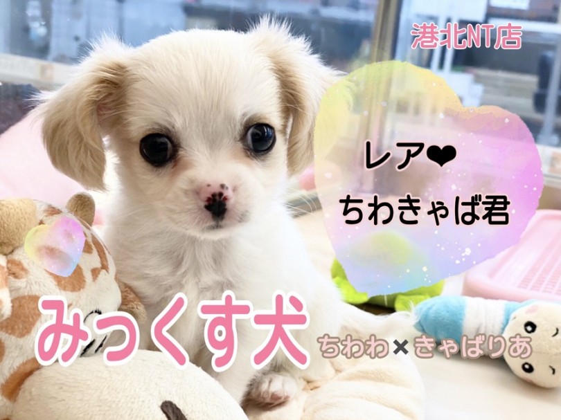 【 ミックス 】漫画ちっくなキュートなお顔！レアなチワキャバ君