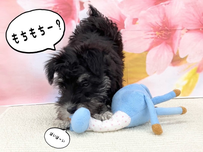 シュナちゃんは1回目のワクチンを2月12日に接種済み | ミニチュア・シュナウザー (312001) - 港北ニュータウン店