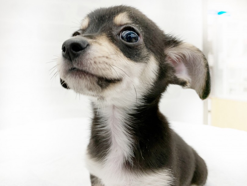 これだけあればチワックスちゃんとの生活スタート！ | MIX犬 チワックス （014363） - 東日暮里店