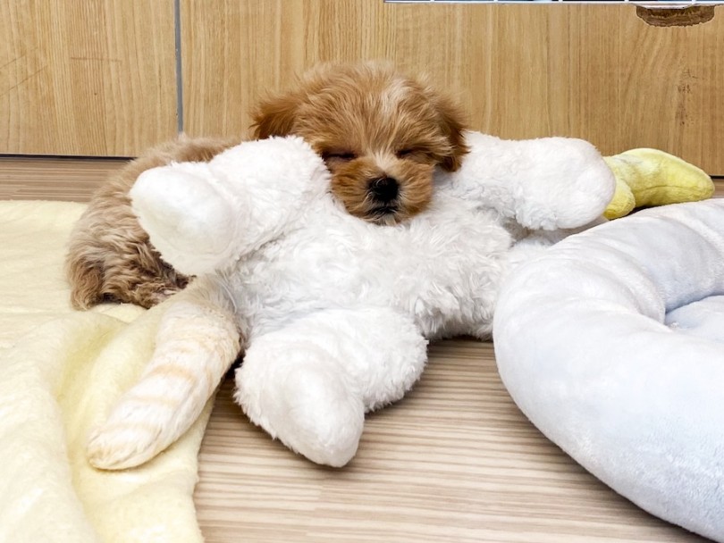 おっとりな性格は初心者ユーザーにおすすめ！ | MIX犬 マルプー （120385） - 今宿店