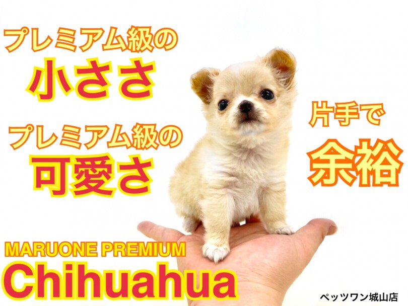 【 チワワ 】これぞプレミアム！ミニマムサイズ片手乗りチワワ