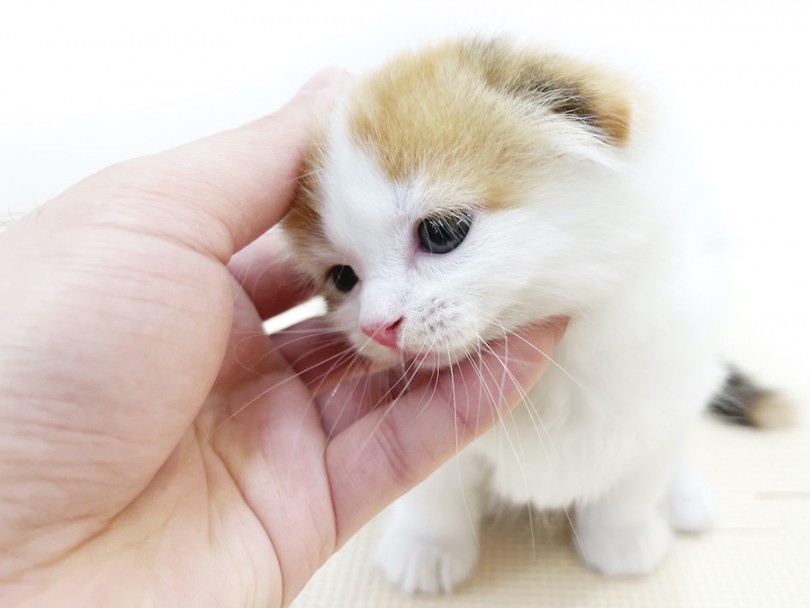 頭と喉を撫でてあげると、ゆっくりと瞬きをしてウットリ顔に。。 | スコティッシュフォールド （814671） - 大和 相模大塚店
