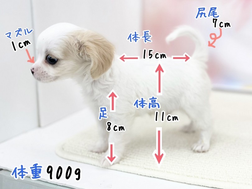 チワワより少し大きめ、キャバリアより小さめに成長していくと予想されます | MIX犬 チワキャバ （312004） - 港北ニュータウン店