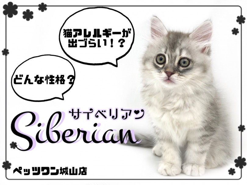 【 サイベリアン 】ふわふわな毛はちょっと特別！お手入れ上手な大型猫