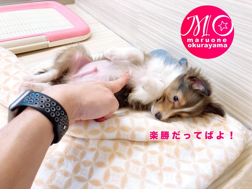 【性格】どこをさわっても大丈夫！超温厚ポテンシャルのレベルはマルワンナンバーワン！ | シェットランドシープドッグ （6131013） - 横浜 大倉山店