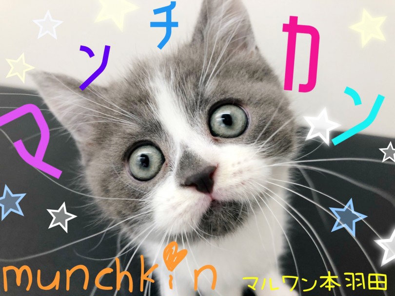 【 マンチカン 】ブルーの仮面をかぶった足長マンチカン激カワCAT登場！