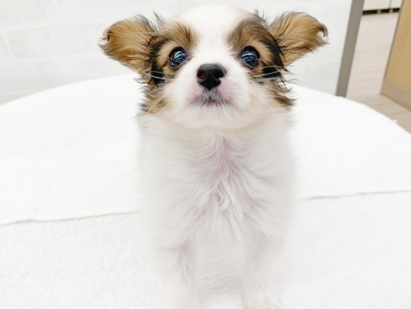 将来性抜群！子犬らしさ全開の可愛さ！ | パピヨン （014362） - 東日暮里店