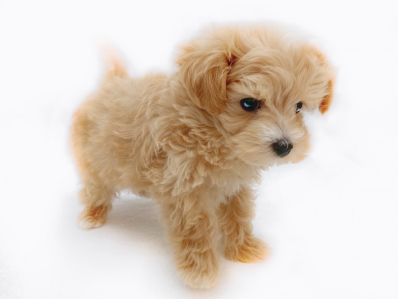 テチテチ歩きがたまらなく可愛いドワーフ体型！ | MIX犬 マルプー （120375） - 横浜 今宿店