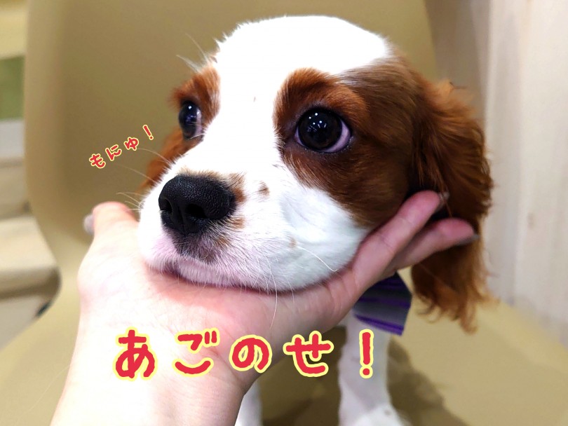 触り心地抜群！ずーっと撫でてもいいんだぞ！ | キャバリア・キングチャールズ・スパニエル （130289） - 高井戸店