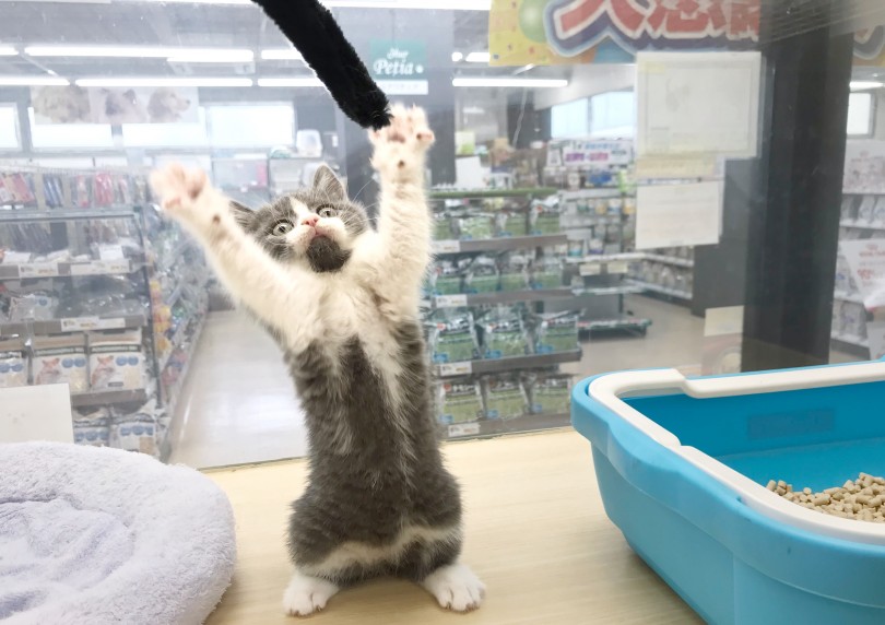 ネコちゃんのトイレトレーニングはワンちゃんより難しくありません。 | ブリティッシュショートヘア （119276） - 梅島店