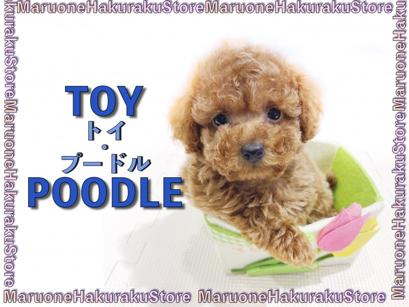 【 トイ・プードル 】人気カラー＆タイニーサイズ！ブラッシング方法もご紹介！