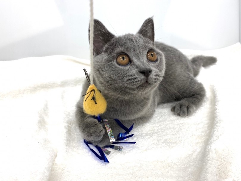 ひもじゃらしや猫じゃらしで遊ぶのが大好き | ブリティッシュショートヘア （118518） - 城山店