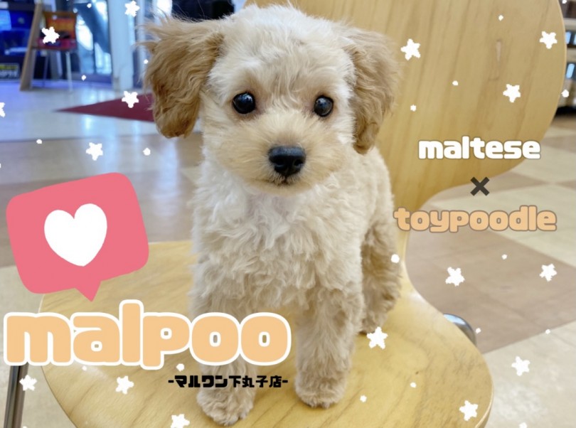 最高のコレクション ミックス マルプー 成 犬 278922 ジョジョのアニメ画像