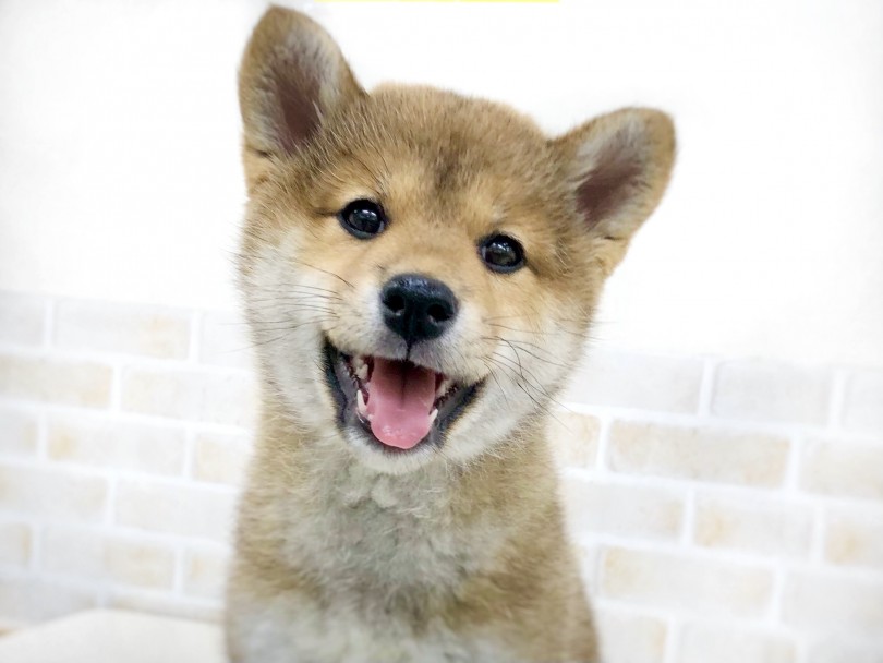 ペットショップ マルワン鶴見店ではお迎えのあともしっかりとサポート致します！ | 赤柴犬 （713769） - 鶴見店