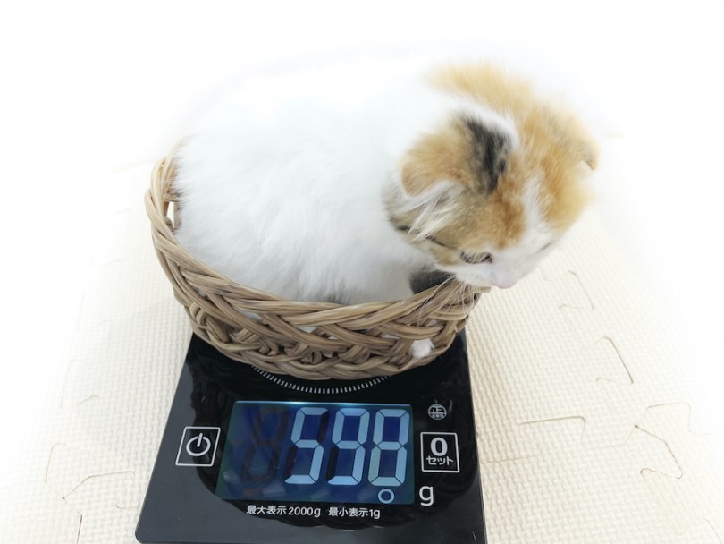 生後50日時点での体重は598g | スコティッシュフォールド （814671） - 大和 相模大塚店