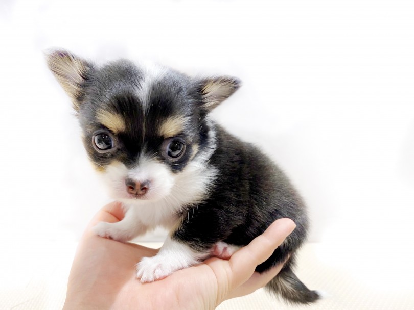 まだまだ寝るのがお仕事の月齢のチワワちゃん | チワワ （11823） - 横浜 白楽店