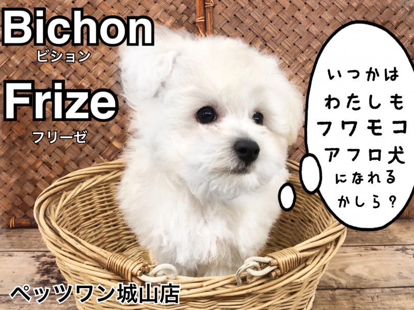 【 ビションフリーゼ 】将来はモコモコアフロカット？フランスの人気愛玩犬