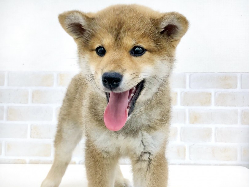むっちむちクマ顔の柴子ちゃん | 赤柴犬 （713769） - 鶴見店