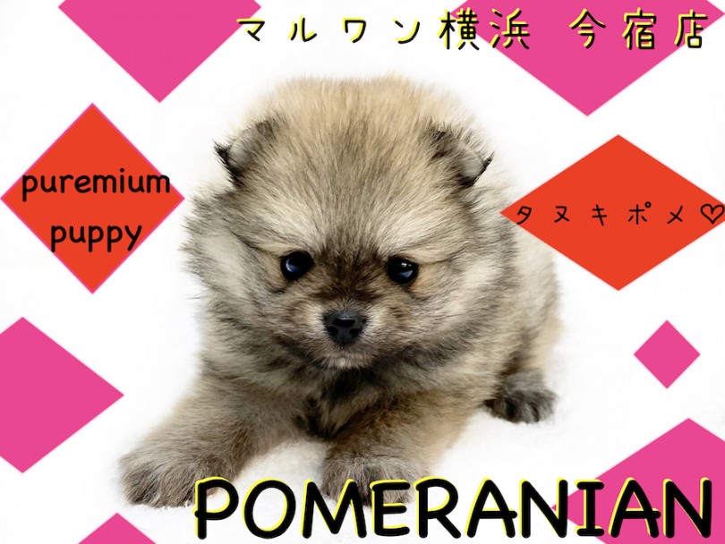 【 ポメラニアン 】極小家系の手乗りたぬき！成犬時予想2kg前後の小さめポメ！